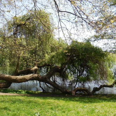 oberseepark